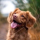 Close-up of dogs face