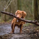 Dog with large stick in the mouth